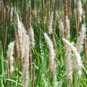 Cogon Grass