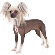 Groom a Chinese Crested