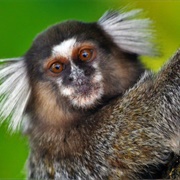 Marmoset
