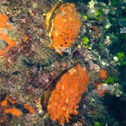 Spondylus Gaederopus