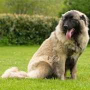 Estrela Mountain Dog