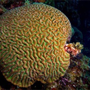 Boulder Brain Coral
