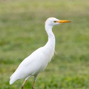 Cattle Egret