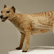 Thylacine Taxidermy