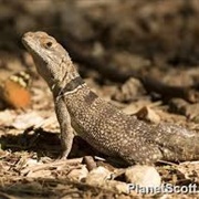 Cuvier's Madagascar Swift