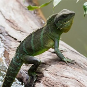 Chinese Water Dragons