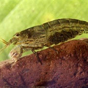 Ōpae Kalaʻole (Atyoida Bisulcata)