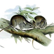 Lesser Stick-Nest Rat