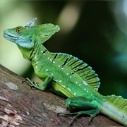 Green Basilisk