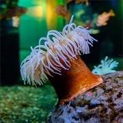 Swimming Anemone