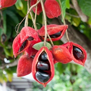 Thai Chestnut (Sterculia Monosperma)
