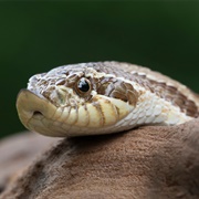 Hognose Snake