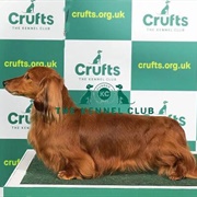 Dachshund (Long Haired)