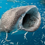 Whale Shark