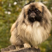 Pekingese