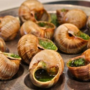 Garden Snail (Cornu Aspersum)