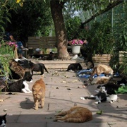 RAPS Cat Sanctuary