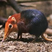 Black-And-Rufous Sengi