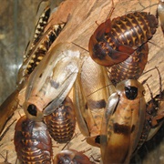 Brazilian Giant Cockroach