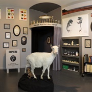 Center for Postnatural History