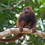 Brown Howler Monkey
