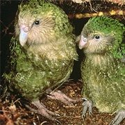 Kakapo