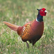 Common Pheasant