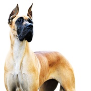 Great Dane