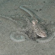 Lilliput Longarm Octopus