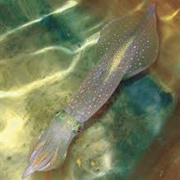Longfin Inshore Squid