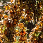 Monarch Migrations