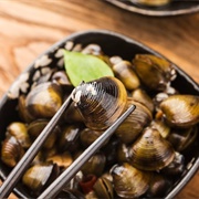 Asian Clam (Corbicula Fluminea)