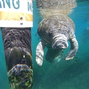 Swim With Manatees