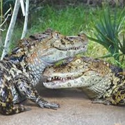 Broad-Snouted Caiman