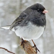 Dark-Eyed Junco