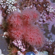 Sea Strawberry Coral