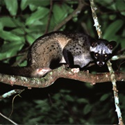 Common Palm Civet