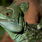 Green Crested Basilisk