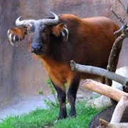 Congo Buffalo