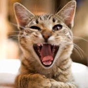 My Slave Expects Me to Eat Cat Food!!!