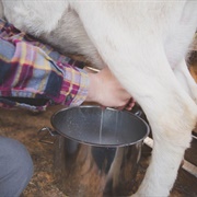 Goat's Milk (From Goats I Milked)