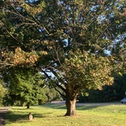 George Washington Memorial Tree