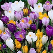Plant Crocus Flowers