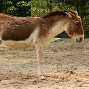 Kiang Tibetan Ass
