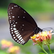 Common Indian Crow Butterfly