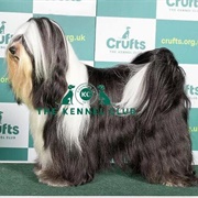 Tibetan Terrier