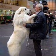 Pyrenean Mountain Dog