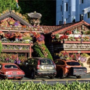 Alki Flower Houses