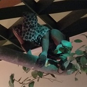 Leopard Society Garb