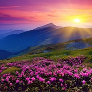 Valley of Flowers, India